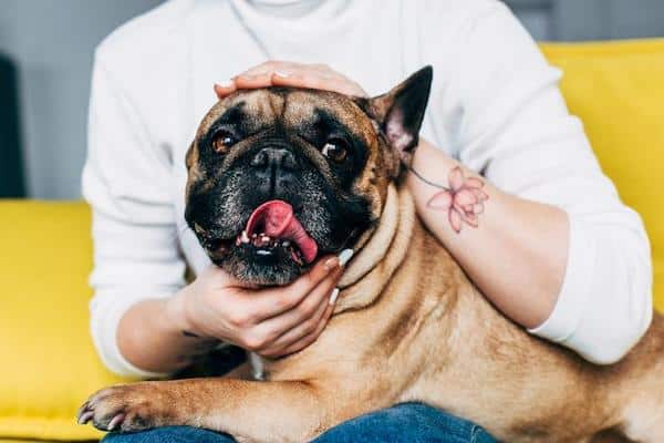 Tout savoir sur le hoquet chez les chiens : les causes et traitements possibles