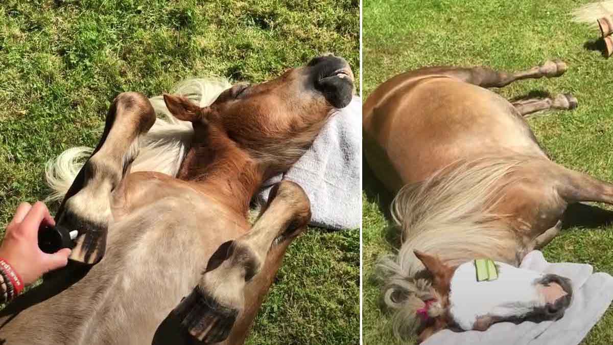Ces chevaux profitent d’une journée au spa, leurs réactions fendent le cœur des internautes