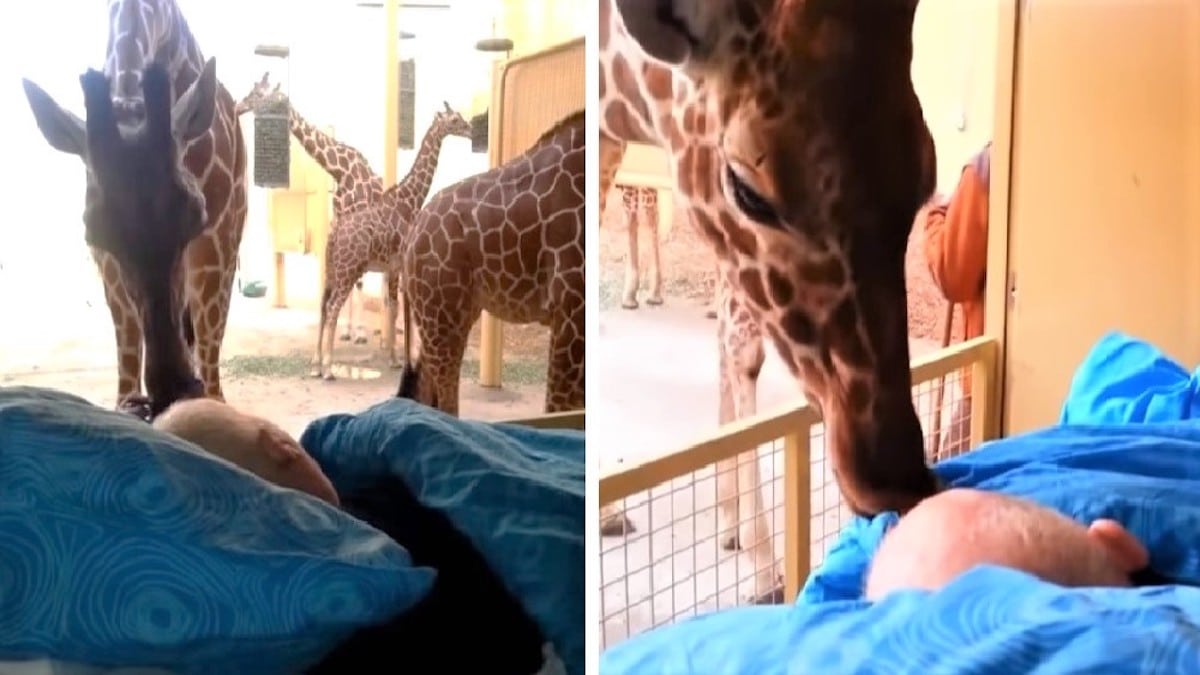 Cette girafe réalise le dernier souhait de l'homme qui lui a sauvé la vie avant qu’il ne meurt