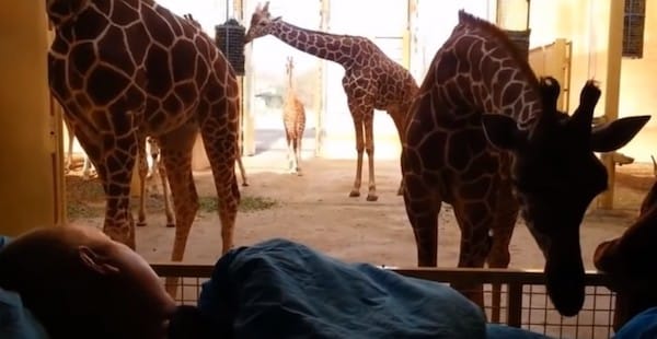 Cette girafe réalise le dernier souhait de l'homme qui lui a sauvé la vie avant qu’il ne meurt