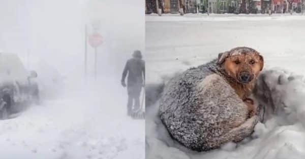 Ce chien errant sauve la vie d’une fillette ensevelie dans la neige, un héros