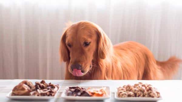 Ces aliments à bannir de l’alimentation des chiens, ne leur donnez surtout jamais