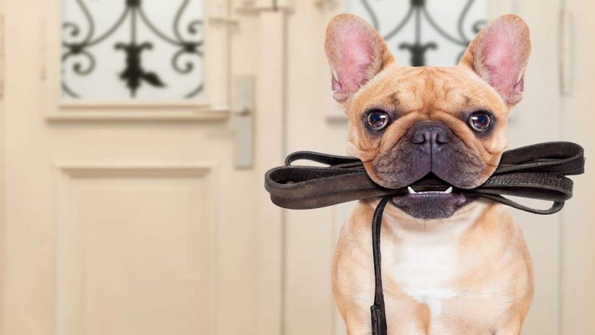 5 astuces infaillibles pour apprendre facilement à votre chien à marcher en laisse