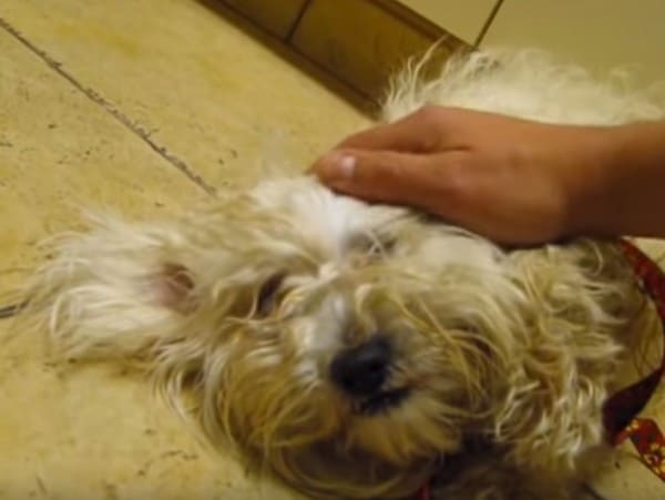 Un chien terrifié doit être euthanasié : sa réaction incroyable lorsqu'il réalise qu'il a été sauvé