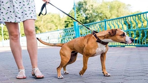 5 astuces infaillibles pour apprendre facilement à votre chien à marcher en laisse