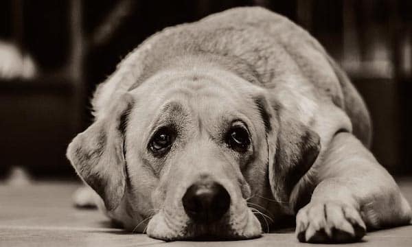 11 symptômes qui révèlent que votre chien va bientôt mourir