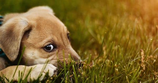 Que se passe-t-il si votre chien mange de l’herbe ? Voici ce que vous devez faire