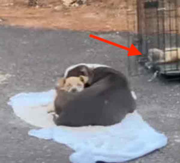 Cette chienne abandonnée protège son chiot, leur vie va basculer pour toujours