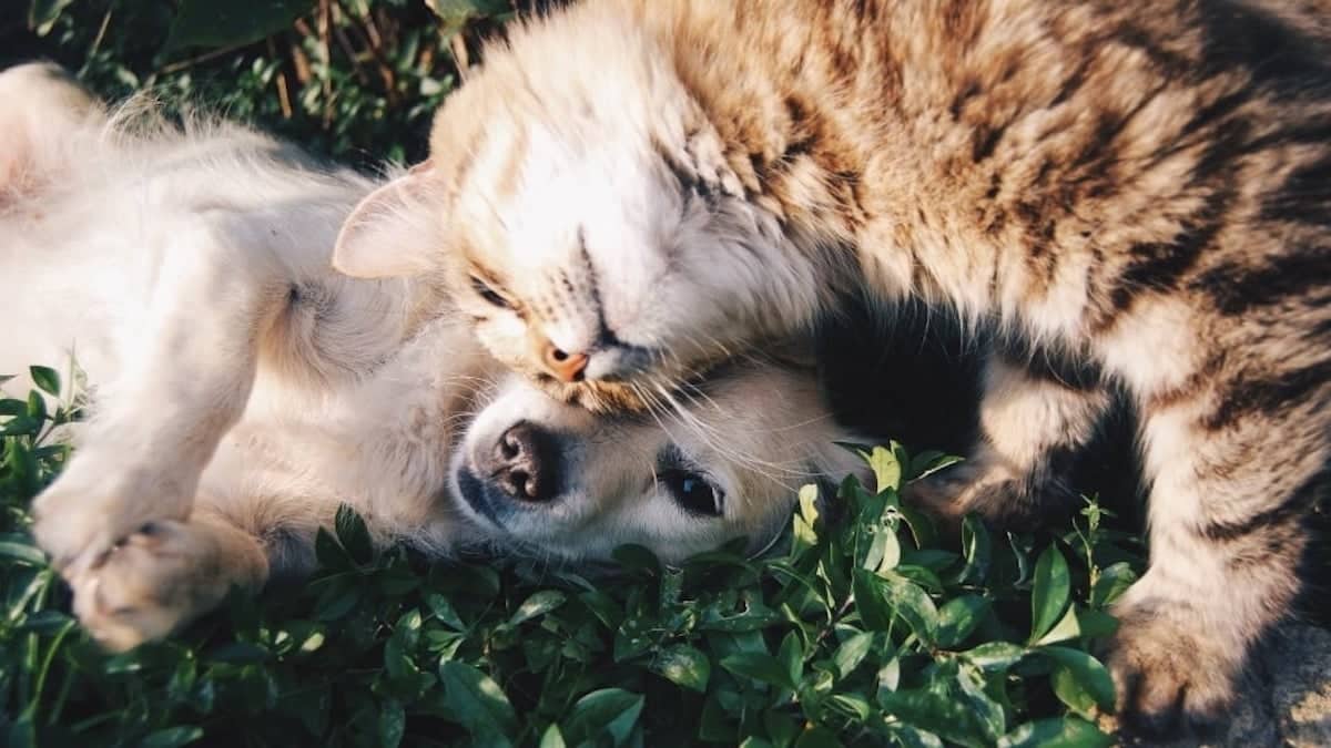 7 mythes et vérités sur les chiens et les chats