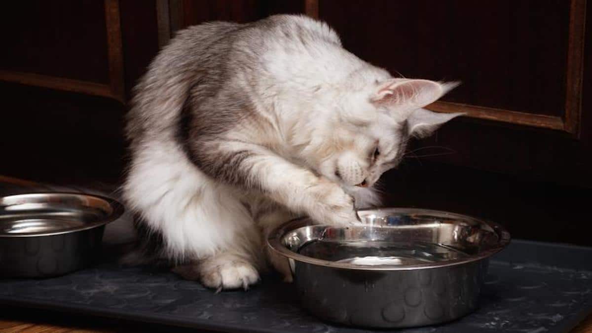 La raison pour laquelle votre chat met sa patte dans l’eau avant de boire