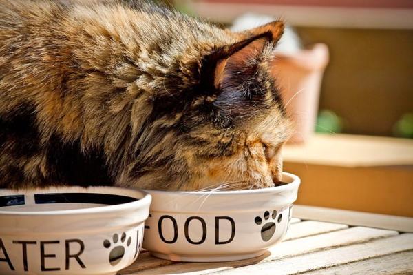 La raison pour laquelle certains chats demandent à leurs maîtres de les regarder manger