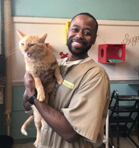 Une prison aux Etats-Unis adopte des chatons errants, la vie des prisonniers change radicalement