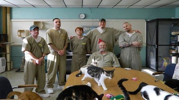 Une prison aux Etats-Unis adopte des chatons errants, la vie des prisonniers change radicalement