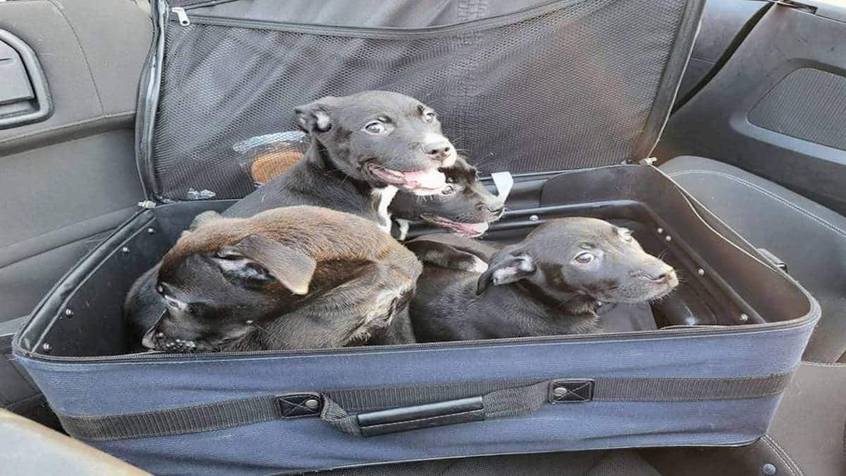 Ils trouvent une valise abandonnée sur le bord de la route et découvrent avec effroi 4 chiots