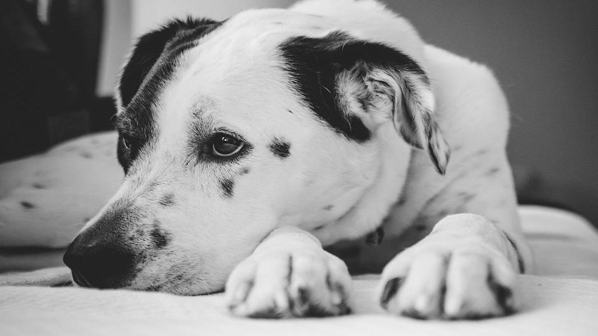 11 symptômes qui révèlent que votre chien va bientôt mourir