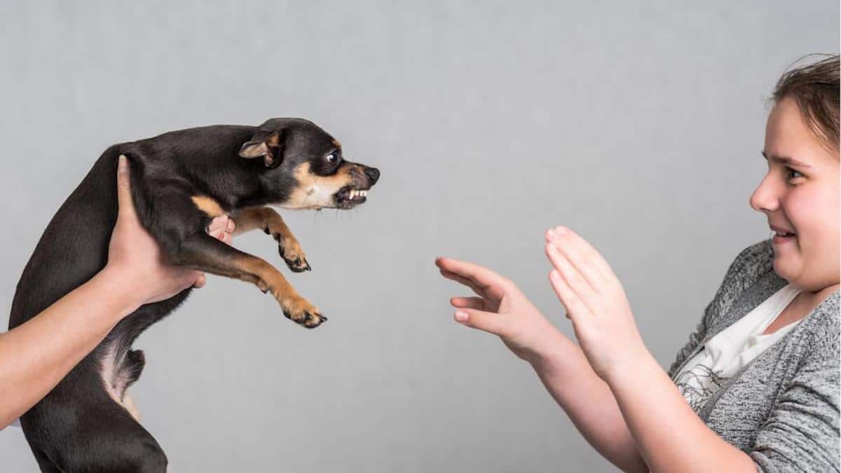 Les chiens peuvent-ils ressentir la peur ? La réponse des scientifiques