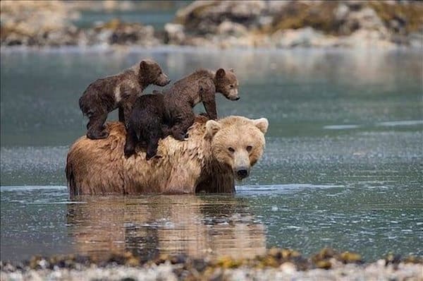 Ces hommes sauvent des oursons, leur mère fait quelque chose d’impensable