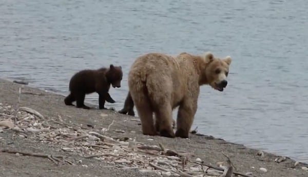 Ces hommes sauvent des oursons, leur mère fait quelque chose d’impensable