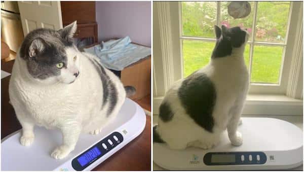 Ce chat obèse pesait 18 kg, sa transformation pour maigrir en 1 an est impressionnante