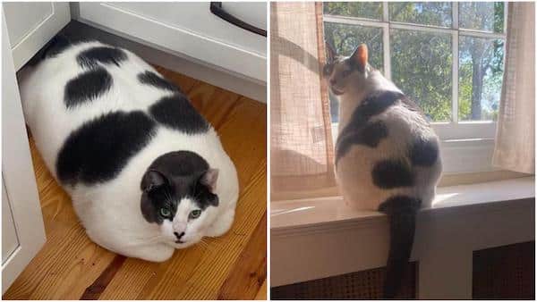 Ce chat obèse pesait 18 kg, sa transformation pour maigrir en 1 an est impressionnante