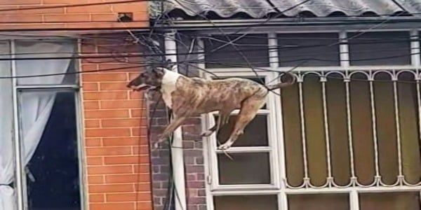 Ce chien poursuit un chat et se retrouve suspendu dans les airs, les voisins interviennent