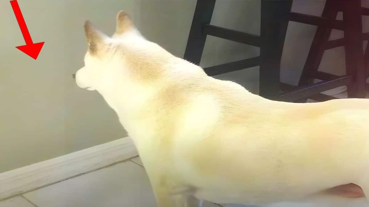 Son chien fixe le mur chaque jour, il installe une caméra et découvre l’inimaginable