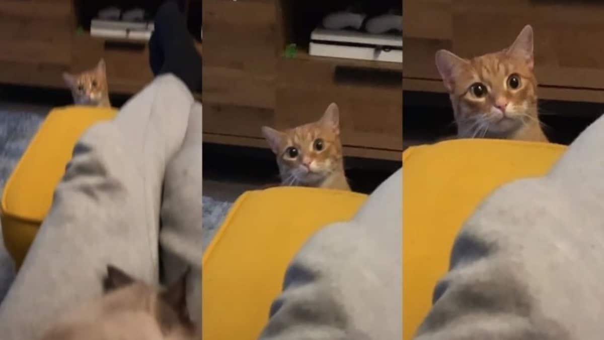 La réaction de ce chat quand il voit son propriétaire avec un autre chaton devient virale