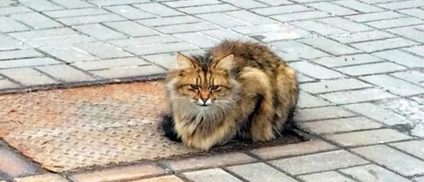Ce chat attend 1 an le retour de ses maîtres à l’endroit où ils l’ont abandonné