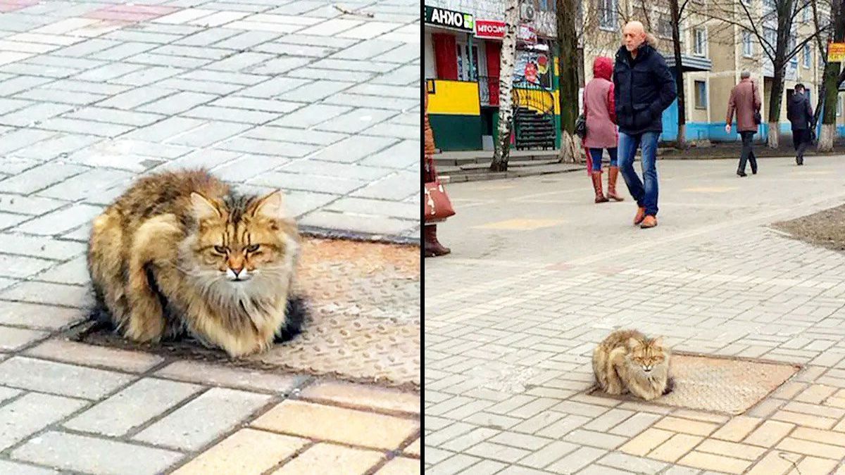 Ce chat attend 1 an le retour de ses maîtres à l’endroit où ils l’ont abandonné
