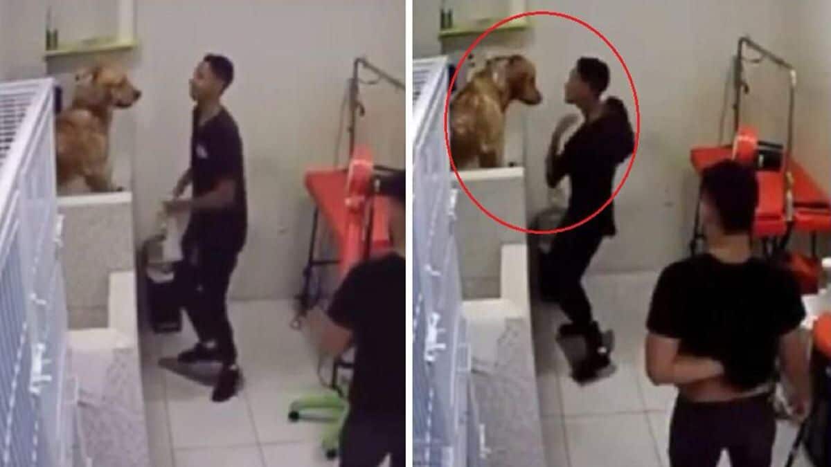 Un salarié d’un salon de toilettage pour chiens est filmé, les maîtres restent sans voix