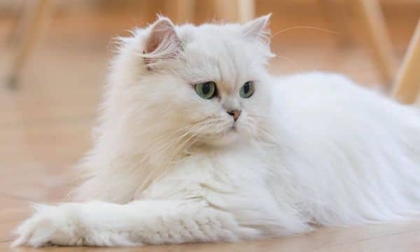 Les 4 races de chats que vous ne devriez jamais acheter selon un vétérinaire