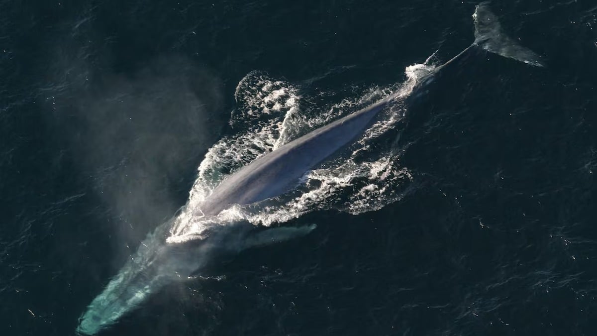 Les chants de baleines pourraient indiquer leur grand retour dans l’Antarctique