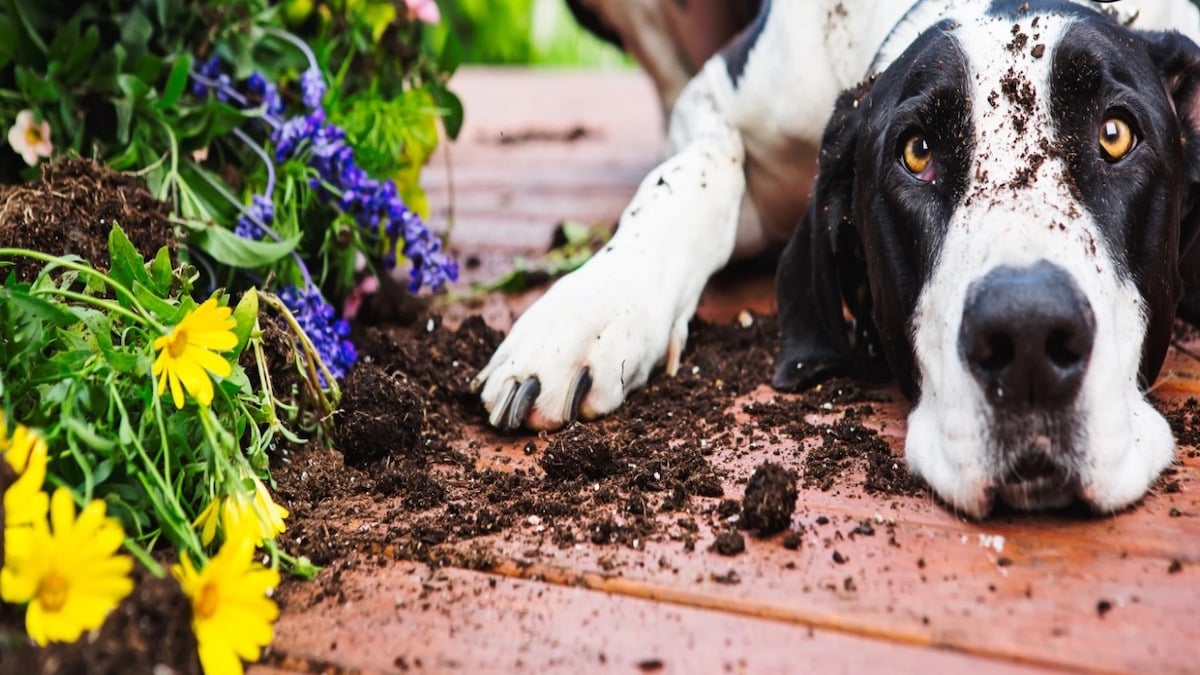 Les astuces infaillibles pour que les chiens n’urinent plus sur vos plantes