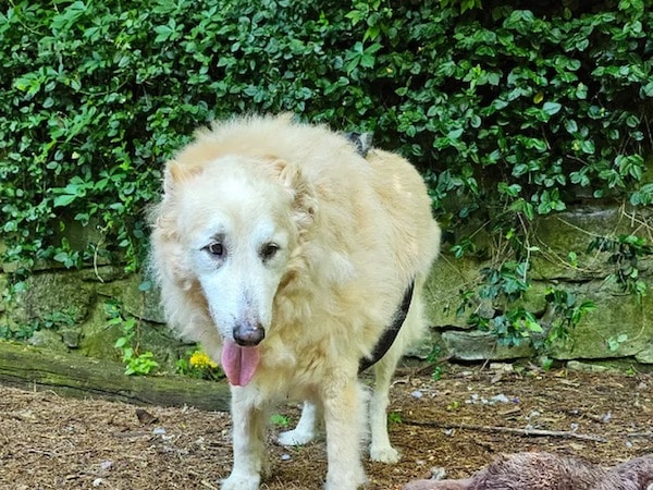 Ginger, une chienne âgée de 15 ans qui profite de ses dernières année dans un sanctuaire canin