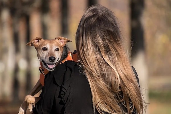 Les chiens peuvent rêver de leurs maîtres et nouer des liens affectifs, selon une étude