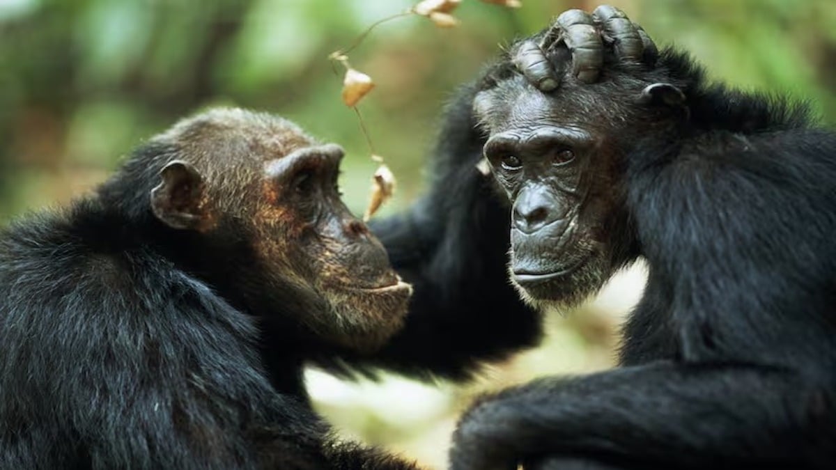 Ces différences majeures entre les singes et les primates d'après les scientifiques
