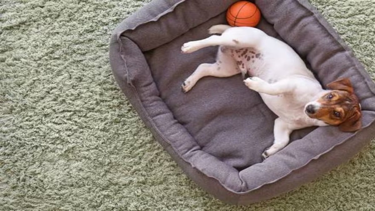 Voici pourquoi vous devriez absolument investir dans un bon lit pour vos chiens