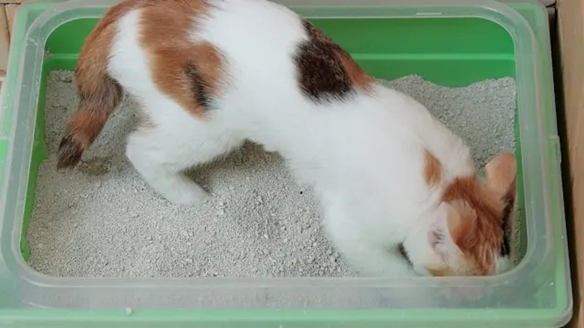 Voici pourquoi certains chats jettent la litière en dehors de leur bac et d’autres non