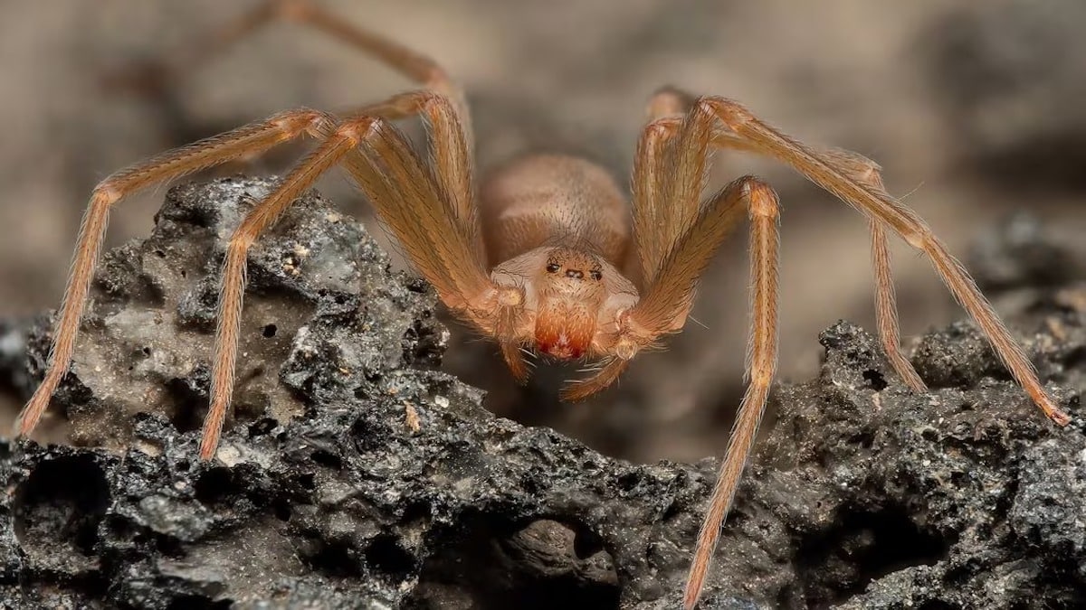 Tout savoir sur les araignées violonistes, elles sont l’une des plus dangereuses au monde