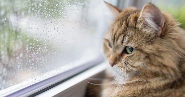 Les signes révélateurs que votre chat est anxieux, apprenez à les reconnaître