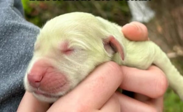 Cette chienne Golden Retriever née avec une fourrure verte sidère tout le monde, son histoire incroyable
