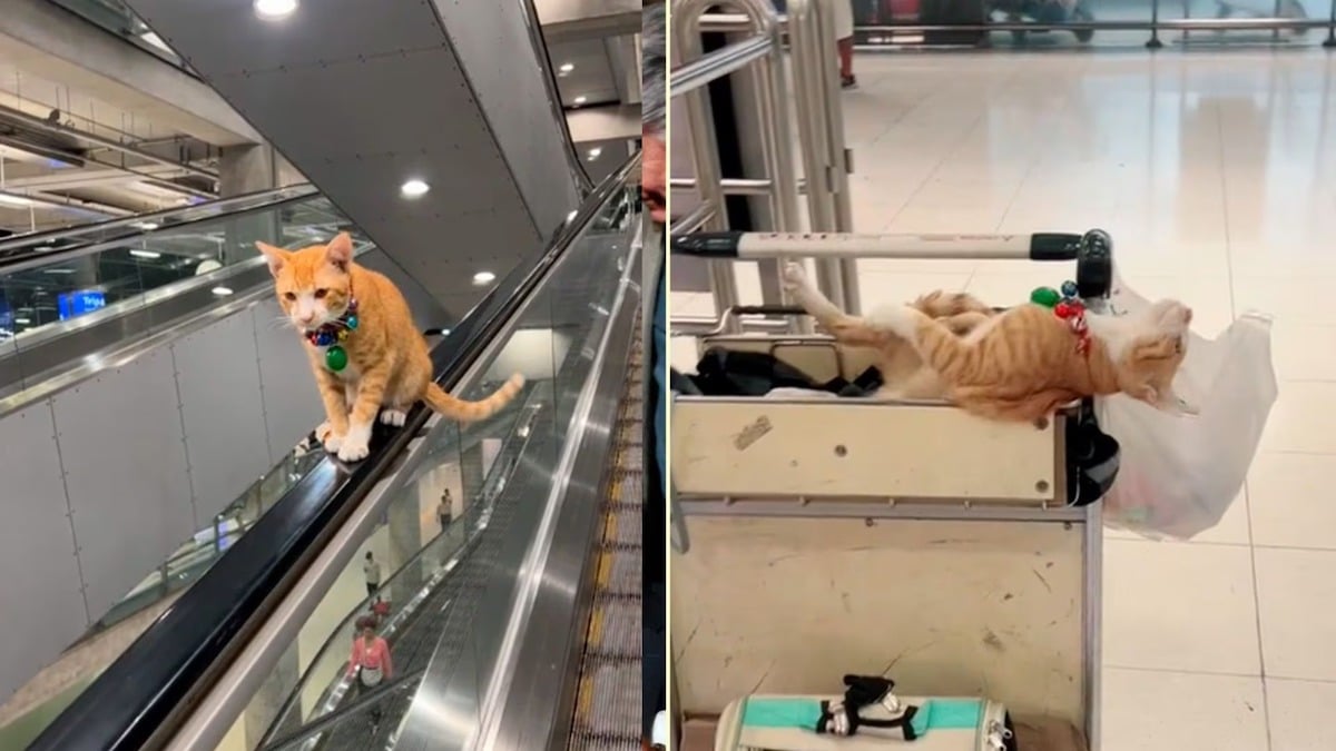 Nurang, le chat roux devenu célèbre à l’aéroport International de Bangkok