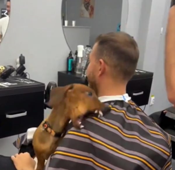 Il se rend chez le coiffeur avec son chien, celui-ci a une réaction hallucinante