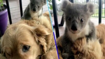 Un chien sauve un bébé koala du froid grâce à sa chaleur corporelle, une histoire émouvante