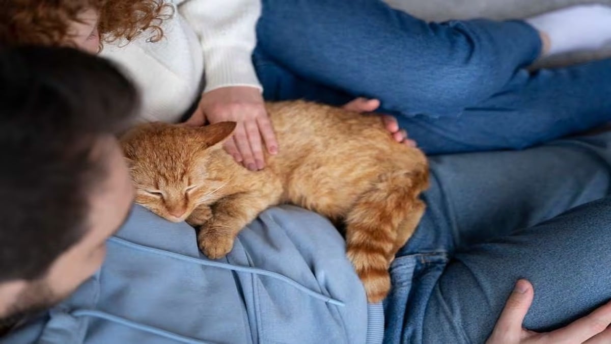 Voici où vous devriez caresser votre chat pour qu’il s’endorme facilement et profondément