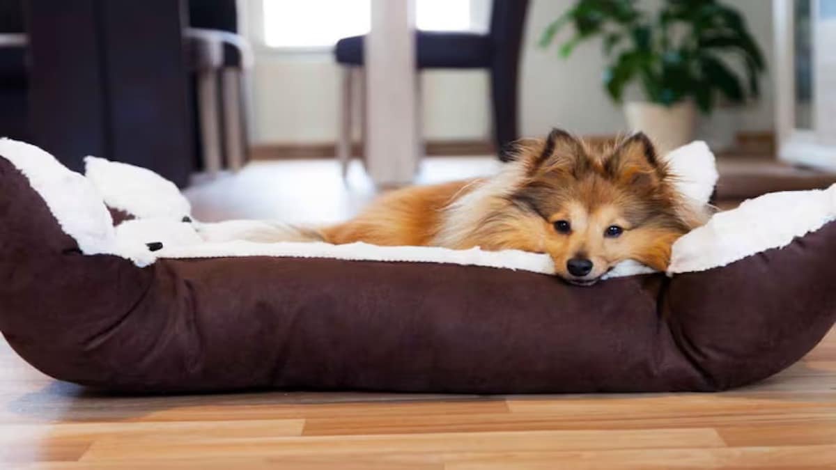 Les astuces pour maintenir le lit de votre chien toujours propre et sans poils