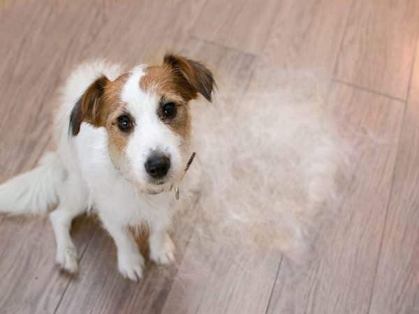 La perte de poils chez les animaux de compagnie : les causes et les traitements possibles