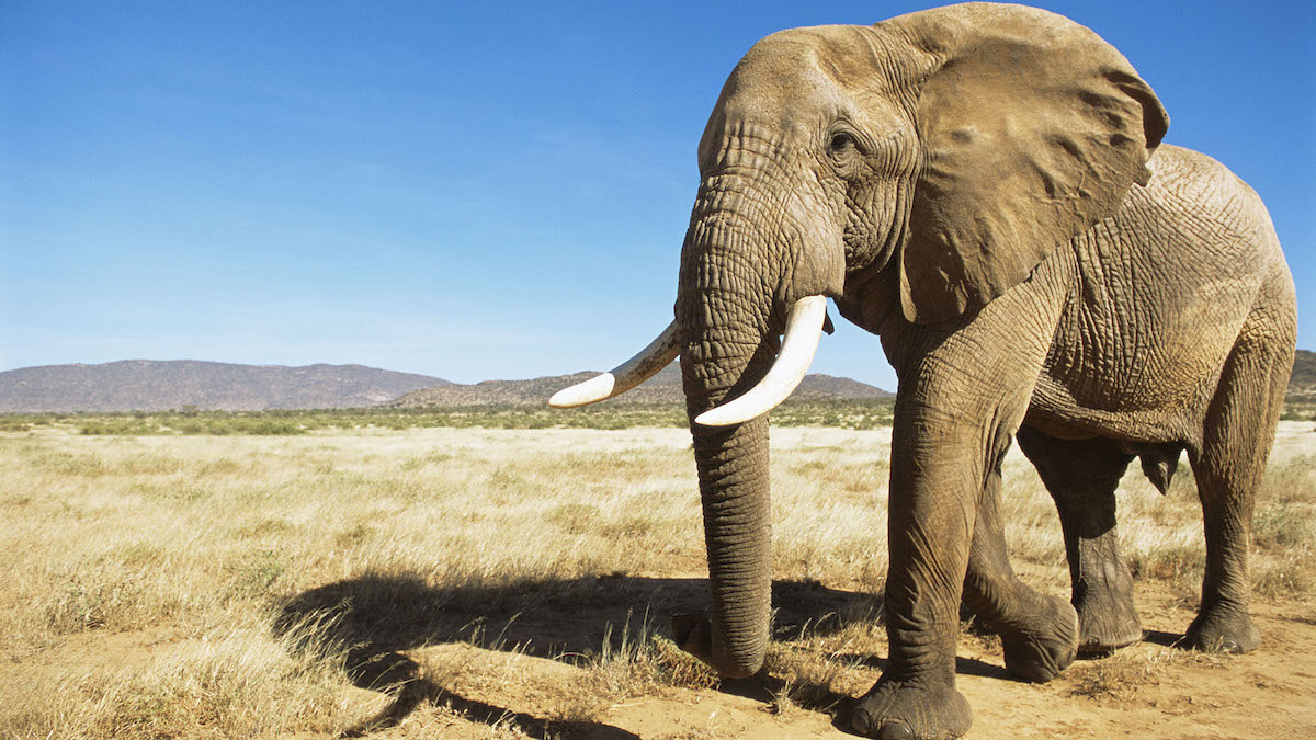 Voici la taille et le poids du plus grand éléphant du monde, c'est complètement fou