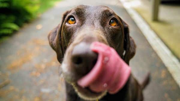 Les raisins sont très dangereux pour les chiens : comment réagir si votre animal en a mangé