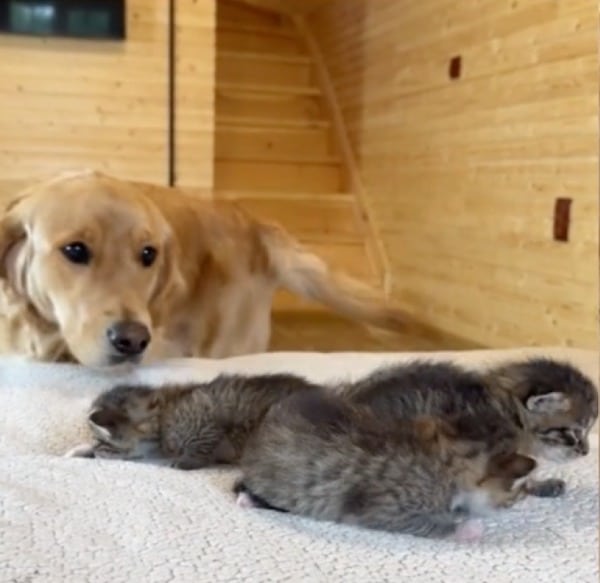 Ce chien Golden Retriever rencontre pour la 1re fois des chatons, sa réaction est émouvante